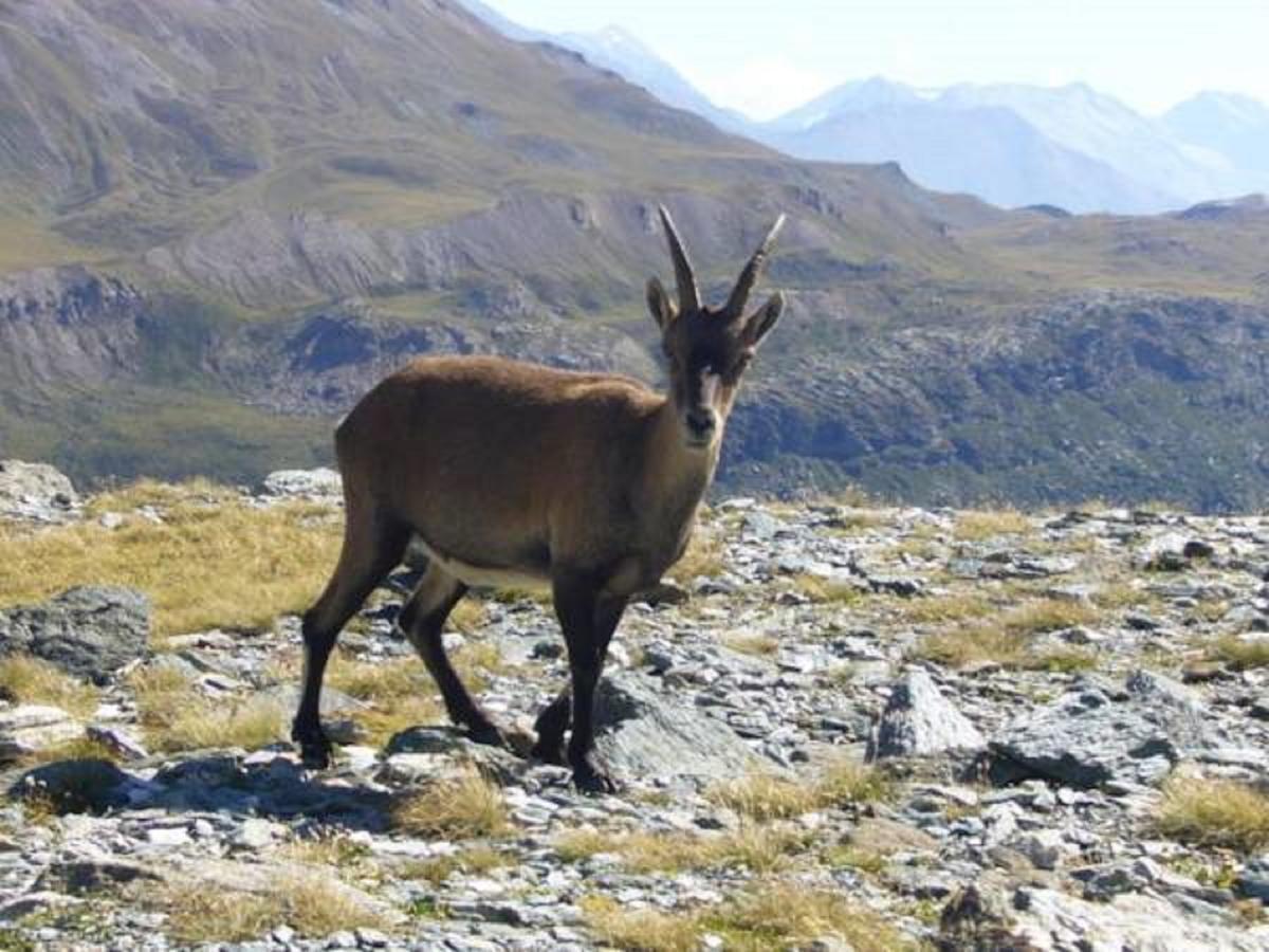 Chalet Des Neiges : La Cime Des Arcs Les Arcs  Zewnętrze zdjęcie